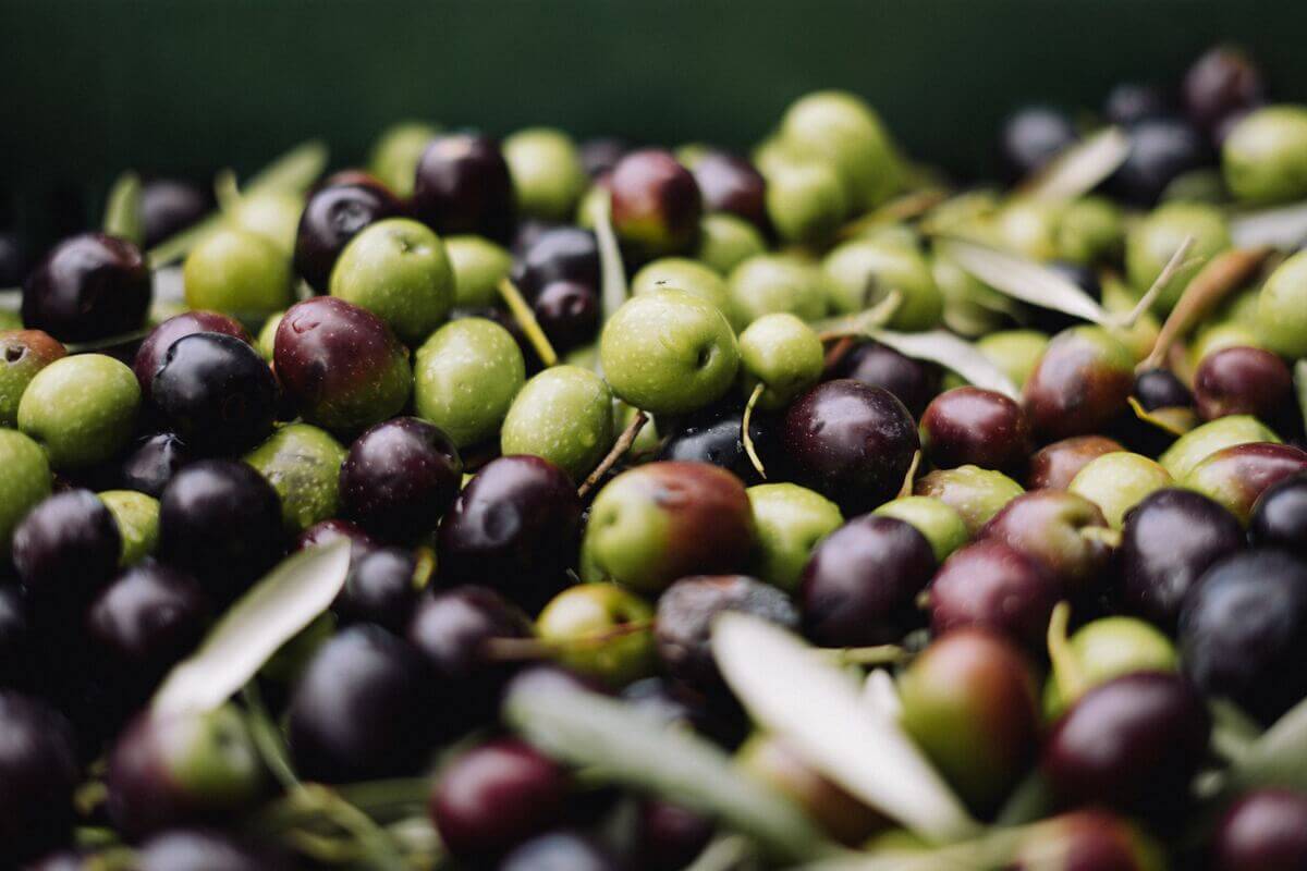 Sauce Yaourt & Olives de Kalamata